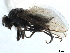  ( - CCDB-33291-C05)  @11 [ ] CreativeCommons - Attribution (2019) CBG Photography Group Centre for Biodiversity Genomics