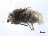  (Telomerina beringiensis - CCDB-33291-E10)  @11 [ ] CreativeCommons - Attribution (2019) CBG Photography Group Centre for Biodiversity Genomics