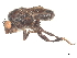  (Sclerocoelus limbus - debu00111049)  @11 [ ] CreativeCommons - Attribution (2022) CBG Photography Group Centre for Biodiversity Genomics