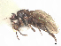  (Sclerocoelus xynos - debu00194781)  @11 [ ] CreativeCommons - Attribution (2022) CBG Photography Group Centre for Biodiversity Genomics