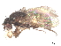  (Sclerocoelus elephas - debu00339885)  @11 [ ] CreativeCommons - Attribution (2022) CBG Photography Group Centre for Biodiversity Genomics