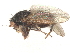  (Sclerocoelus azulensis - debu00371007)  @11 [ ] CreativeCommons - Attribution (2022) CBG Photography Group Centre for Biodiversity Genomics