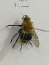  (Tachina ursinoidea - X_BJCP42)  @11 [ ] bync (2019) Unspecified Beijing Academy of Agricultural and Forestry Sciences