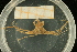  ( - UMBergen_NB_deca07)  @13 [ ] CreativeCommons - Attribution Non-Commercial Share-Alike (2012) Unspecified University of Bergen, Natural History Collections