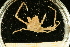  ( - UMBergen_NB_deca08)  @11 [ ] CreativeCommons - Attribution Non-Commercial Share-Alike (2012) Unspecified University of Bergen, Natural History Collections