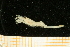  ( - UMBergen_NB_deca53)  @13 [ ] CreativeCommons - Attribution Non-Commercial Share-Alike (2012) Unspecified University of Bergen, Natural History Collections