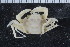  ( - ZMBN_108020)  @11 [ ] CreativeCommons - Attribution Non-Commercial Share-Alike (2017) University of Bergen Natural History Collections