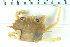  ( - ZMBN_108021)  @11 [ ] CreativeCommons - Attribution Non-Commercial Share-Alike (2017) University of Bergen Natural History Collections