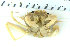  ( - ZMBN_108021)  @11 [ ] CreativeCommons - Attribution Non-Commercial Share-Alike (2017) University of Bergen Natural History Collections