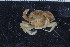  ( - ZMBN_108032)  @11 [ ] CreativeCommons - Attribution Non-Commercial Share-Alike (2017) University of Bergen Natural History Collections