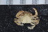  ( - ZMBN_108032)  @11 [ ] CreativeCommons - Attribution Non-Commercial Share-Alike (2017) University of Bergen Natural History Collections