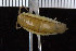  ( - ZMBN_108038)  @11 [ ] CreativeCommons - Attribution Non-Commercial Share-Alike (2017) University of Bergen Natural History Collections