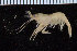  ( - ZMBN_108041)  @11 [ ] CreativeCommons - Attribution Non-Commercial Share-Alike (2017) University of Bergen Natural History Collections