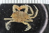  ( - ZMBN_108049)  @11 [ ] CreativeCommons - Attribution Non-Commercial Share-Alike (2017) University of Bergen Natural History Collections