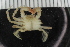 ( - ZMBN_108049)  @11 [ ] CreativeCommons - Attribution Non-Commercial Share-Alike (2017) University of Bergen Natural History Collections