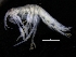  ( - ZMBN_111595)  @11 [ ] CreativeCommons - Attribution Non-Commercial Share-Alike (2018) University of Bergen Natural History Collections