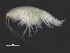  ( - ZMBN_111602)  @11 [ ] CreativeCommons - Attribution Non-Commercial Share-Alike (2018) University of Bergen Natural History Collections