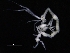  ( - ZMBN_111606)  @11 [ ] CreativeCommons - Attribution Non-Commercial Share-Alike (2018) University of Bergen Natural History Collections