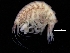  (Sympleustes latipes - ZMBN_111610)  @11 [ ] CreativeCommons - Attribution Non-Commercial Share-Alike (2018) University of Bergen Natural History Collections
