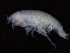  ( - ZMBN_111614)  @11 [ ] CreativeCommons - Attribution Non-Commercial Share-Alike (2018) University of Bergen Natural History Collections
