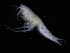  ( - ZMBN_111628)  @11 [ ] CreativeCommons - Attribution Non-Commercial Share-Alike (2018) University of Bergen Natural History Collections