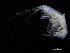  (Pleusymtes pulchella - ZMBN_112625)  @11 [ ] CreativeCommons - Attribution Non-Commercial Share-Alike (2018) University of Bergen Natural History Collections