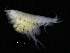  ( - ZMBN_112626)  @11 [ ] CreativeCommons - Attribution Non-Commercial Share-Alike (2018) University of Bergen Natural History Collections
