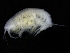  ( - ZMBN_112627)  @11 [ ] CreativeCommons - Attribution Non-Commercial Share-Alike (2018) University of Bergen Natural History Collections