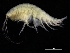  ( - ZMBN_112634)  @11 [ ] CreativeCommons - Attribution Non-Commercial Share-Alike (2018) University of Bergen Natural History Collections