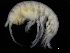  (Sunamphitoe - ZMBN_112637)  @11 [ ] CreativeCommons - Attribution Non-Commercial Share-Alike (2018) University of Bergen Natural History Collections