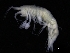  ( - ZMBN_112639)  @11 [ ] CreativeCommons - Attribution Non-Commercial Share-Alike (2018) University of Bergen Natural History Collections