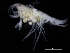  ( - ZMBN_112640)  @11 [ ] CreativeCommons - Attribution Non-Commercial Share-Alike (2018) University of Bergen Natural History Collections