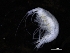  ( - ZMBN_112644)  @11 [ ] CreativeCommons - Attribution Non-Commercial Share-Alike (2018) University of Bergen Natural History Collections