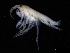  ( - ZMBN_112645)  @11 [ ] CreativeCommons - Attribution Non-Commercial Share-Alike (2018) University of Bergen Natural History Collections