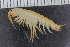  (Marinogammarus - ZMBN_112646)  @11 [ ] CreativeCommons - Attribution Non-Commercial Share-Alike (2018) University of Bergen Natural History Collections
