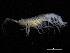  ( - ZMBN_112647)  @11 [ ] CreativeCommons - Attribution Non-Commercial Share-Alike (2018) University of Bergen Natural History Collections