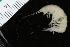  (Halirages quadridentatus - ZMBN_112657)  @11 [ ] CreativeCommons - Attribution Non-Commercial Share-Alike (2042) University of Bergen Natural History Collections