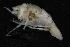  ( - ZMBN_112665)  @11 [ ] CreativeCommons - Attribution Non-Commercial Share-Alike (2050) University of Bergen Natural History Collections