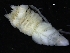  ( - ZMBN_112685)  @11 [ ] CreativeCommons - Attribution Non-Commercial Share-Alike (2019) University of Bergen Natural History Collections