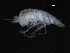  ( - ZMBN_112686)  @11 [ ] CreativeCommons - Attribution Non-Commercial Share-Alike (2019) University of Bergen Natural History Collections