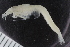  ( - ZMBN_116678)  @11 [ ] CreativeCommons - Attribution Non-Commercial Share-Alike (2017) University of Bergen Natural History Collections