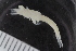  ( - ZMBN_116685)  @11 [ ] CreativeCommons - Attribution Non-Commercial Share-Alike (2017) University of Bergen Natural History Collections