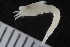  ( - ZMBN_116693)  @11 [ ] CreativeCommons - Attribution Non-Commercial Share-Alike (2017) University of Bergen Natural History Collections