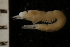  (Erythrops erythrophthalma - ZMBN_126204)  @11 [ ] CreativeCommons - Attribution Non-Commercial Share-Alike (2018) University of Bergen Natural History Collections