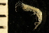  (Ericthonius cf. difformis - ZMBN_126250)  @11 [ ] CreativeCommons - Attribution Non-Commercial Share-Alike (2018) University of Bergen Natural History Collections
