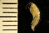  ( - ZMBN_126261)  @11 [ ] CreativeCommons - Attribution Non-Commercial Share-Alike (2018) University of Bergen Natural History Collections