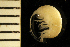  ( - ZMBN_126262)  @11 [ ] CreativeCommons - Attribution Non-Commercial Share-Alike (2018) University of Bergen Natural History Collections