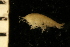  ( - ZMBN_126271)  @11 [ ] CreativeCommons - Attribution Non-Commercial Share-Alike (2018) University of Bergen Natural History Collections