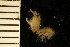  ( - ZMBN_126273)  @11 [ ] CreativeCommons - Attribution Non-Commercial Share-Alike (2018) University of Bergen Natural History Collections