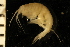  ( - ZMBN_126275)  @11 [ ] CreativeCommons - Attribution Non-Commercial Share-Alike (2018) University of Bergen Natural History Collections